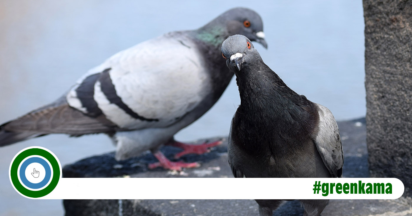 Artikelbild von Maria Gaevska / Shutterstock.com