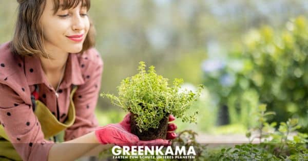 Grüner Garten: Kräuter und Gemüse selbst anbauen - Canva