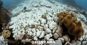 Fehlinformationen über die weltweite Korallenbleiche: Ein Mythos wird entlarvt