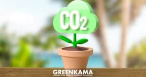 Kein grüner Bonus: Schadet zu viel CO₂ den Pflanzen wirklich?