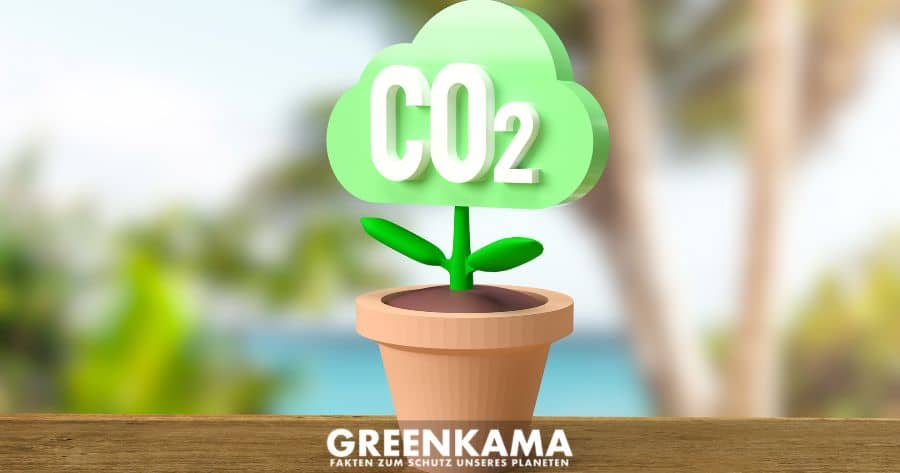 Kein grüner Bonus: Schadet zu viel CO₂ den Pflanzen wirklich? - Canva
